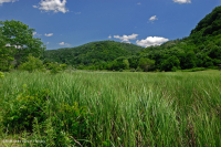 Marisma salada interior de Ridge and Valley - CEGL006234 Marisma salada interior de Ridge and Valley - CEGL006234