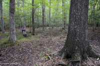 Bosque húmedo de frondosas no ribereñas (tipo llanura costera septentrional) – CEGL004644 Bosque húmedo de frondosas no ribereñas (tipo llanura costera septentrional) – CEGL004644