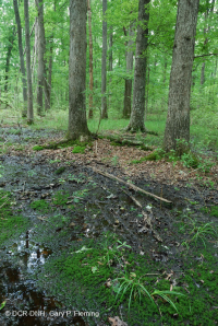 Bosque húmedo de frondosas no ribereñas (tipo llanura costera septentrional) – CEGL004644 Bosque húmedo de frondosas no ribereñas (tipo llanura costera septentrional) – CEGL004644