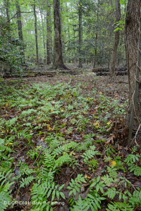 Bosque húmedo de frondosas no ribereñas (tipo llanura costera septentrional) – CEGL004644 Bosque húmedo de frondosas no ribereñas (tipo llanura costera septentrional) – CEGL004644