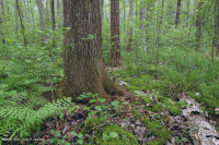 Bosque húmedo de frondosas no ribereñas (tipo llanura costera septentrional) – CEGL004644 Bosque húmedo de frondosas no ribereñas (tipo llanura costera septentrional) – CEGL004644