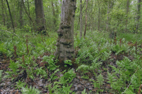 Bosque húmedo de frondosas no ribereñas (tipo llanura costera septentrional) – CEGL004644 Bosque húmedo de frondosas no ribereñas (tipo llanura costera septentrional) – CEGL004644