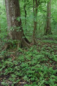 Bosque húmedo de frondosas no ribereñas (tipo de llanura costera del sur) – CEGL007449 Bosque húmedo de frondosas no ribereñas (tipo de llanura costera del sur) – CEGL007449