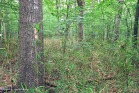 Bosque húmedo de frondosas no ribereñas (tipo de llanura costera del sur) – CEGL007449 Bosque húmedo de frondosas no ribereñas (tipo de llanura costera del sur) – CEGL007449