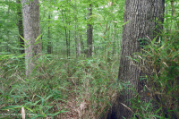 Bosque húmedo de frondosas no ribereñas (tipo de llanura costera del sur) – CEGL007449 Bosque húmedo de frondosas no ribereñas (tipo de llanura costera del sur) – CEGL007449