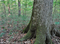 Bosque húmedo de frondosas no ribereñas (tipo de llanura costera del sur) – CEGL007449 Bosque húmedo de frondosas no ribereñas (tipo de llanura costera del sur) – CEGL007449
