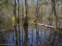 Bosque pantanoso no ribereño (Tupelo - tipo ciprés calvo) – CEGL004429 Bosque pantanoso no ribereño (Tupelo - tipo ciprés calvo) – CEGL004429