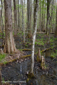 Bosque pantanoso no ribereño (Tupelo - tipo ciprés calvo) – CEGL004429 Bosque pantanoso no ribereño (Tupelo - tipo ciprés calvo) – CEGL004429