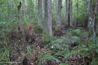 Bosque pantanoso no ribereño (Tupelo - tipo ciprés calvo) – CEGL004429 Bosque pantanoso no ribereño (Tupelo - tipo ciprés calvo) – CEGL004429