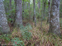 Bosque pantanoso no ribereño (Tupelo - tipo ciprés calvo) – CEGL004429 Bosque pantanoso no ribereño (Tupelo - tipo ciprés calvo) – CEGL004429