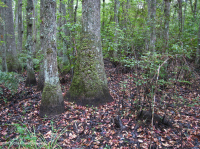 Bosque pantanoso no ribereño (Tupelo - tipo ciprés calvo) – CEGL004429 Bosque pantanoso no ribereño (Tupelo - tipo ciprés calvo) – CEGL004429
