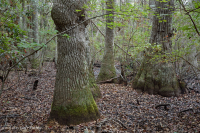Bosque pantanoso no ribereño (Tupelo - tipo ciprés calvo) – CEGL004429 Bosque pantanoso no ribereño (Tupelo - tipo ciprés calvo) – CEGL004429
