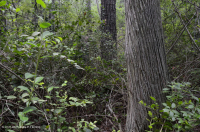 Bosque pantanoso no fluvial (tipo mixto de hoja perenne) – CEGL007558 Bosque pantanoso no fluvial (tipo mixto de hoja perenne) – CEGL007558