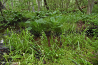 Llanura costera / Pantano de filtración ácida del Piamonte Exterior - CEGL006238 Llanura costera / Pantano de filtración ácida del Piamonte Exterior - CEGL006238