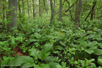 Llanura costera / Pantano de filtración ácida del Piamonte Exterior - CEGL006238 Llanura costera / Pantano de filtración ácida del Piamonte Exterior - CEGL006238