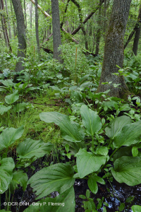 Llanura costera / Pantano de filtración ácida del Piamonte Exterior - CEGL006238 Llanura costera / Pantano de filtración ácida del Piamonte Exterior - CEGL006238