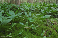 Llanura costera / Pantano de filtración ácida del Piamonte Exterior - CEGL006238 Llanura costera / Pantano de filtración ácida del Piamonte Exterior - CEGL006238