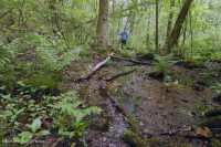 Llanura costera / Pantano de filtración ácida del Piamonte Exterior - CEGL006238 Llanura costera / Pantano de filtración ácida del Piamonte Exterior - CEGL006238