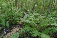 Llanura costera / Pantano de filtración ácida del Piamonte Exterior - CEGL006238 Llanura costera / Pantano de filtración ácida del Piamonte Exterior - CEGL006238