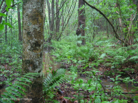 Llanura costera / Pantano de filtración ácida del Piamonte Exterior - CEGL006238 Llanura costera / Pantano de filtración ácida del Piamonte Exterior - CEGL006238