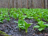 Piamonte / Pantano de infiltración básico de la llanura costera del norte - CEGL006406 Piamonte / Pantano de infiltración básico de la llanura costera del norte - CEGL006406