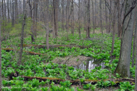 Piamonte / Pantano de infiltración básico de la llanura costera del norte - CEGL006406 Piamonte / Pantano de infiltración básico de la llanura costera del norte - CEGL006406