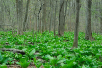 Piamonte / Pantano de infiltración básico de la llanura costera del norte - CEGL006406 Piamonte / Pantano de infiltración básico de la llanura costera del norte - CEGL006406