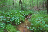 Piamonte / Pantano de infiltración básico de la llanura costera del norte - CEGL006406 Piamonte / Pantano de infiltración básico de la llanura costera del norte - CEGL006406