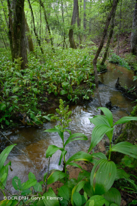 Pantano de filtración calcárea de la llanura costera – CEGL006413 Pantano de filtración calcárea de la llanura costera – CEGL006413