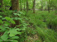 Pantano de filtración calcárea de la llanura costera – CEGL006413 Pantano de filtración calcárea de la llanura costera – CEGL006413