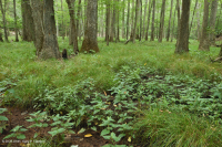 Pantano de filtración calcárea de la llanura costera – CEGL006413 Pantano de filtración calcárea de la llanura costera – CEGL006413