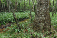 Pantano de filtración calcárea de la llanura costera – CEGL006413 Pantano de filtración calcárea de la llanura costera – CEGL006413