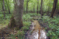 Pantano de filtración calcárea de la llanura costera – CEGL006413 Pantano de filtración calcárea de la llanura costera – CEGL006413