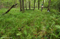 Pantano de filtración calcárea de la llanura costera – CEGL006413 Pantano de filtración calcárea de la llanura costera – CEGL006413
