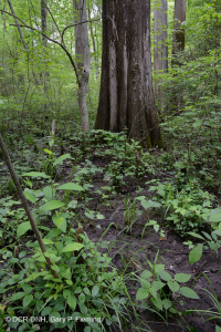 Pantano de filtración calcárea de la llanura costera – CEGL006413 Pantano de filtración calcárea de la llanura costera – CEGL006413