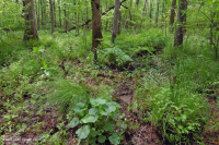 Pantano de filtración calcárea de la llanura costera – CEGL006413 Pantano de filtración calcárea de la llanura costera – CEGL006413