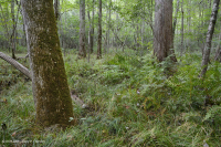 Pantano de filtración calcárea de la llanura costera – CEGL006413 Pantano de filtración calcárea de la llanura costera – CEGL006413