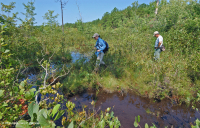 Llanura costera / Turbera de infiltración del Piamonte exterior - CEGL006499 Llanura costera / Turbera de infiltración del Piamonte exterior - CEGL006499