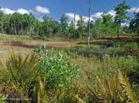 Llanura costera / Turbera de infiltración del Piamonte exterior - CEGL006499 Llanura costera / Turbera de infiltración del Piamonte exterior - CEGL006499