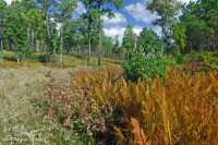 Llanura costera / Turbera de infiltración del Piamonte exterior - CEGL006499 Llanura costera / Turbera de infiltración del Piamonte exterior - CEGL006499