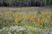 Llanura costera / Turbera de infiltración del Piamonte exterior - CEGL006499 Llanura costera / Turbera de infiltración del Piamonte exterior - CEGL006499