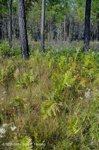 Llanura costera / Turbera de infiltración del Piamonte exterior - CEGL006499 Llanura costera / Turbera de infiltración del Piamonte exterior - CEGL006499