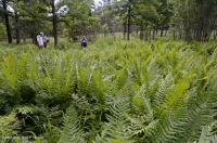 Llanura costera / Turbera de infiltración del Piamonte exterior - CEGL006499 Llanura costera / Turbera de infiltración del Piamonte exterior - CEGL006499