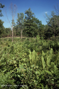 Llanura costera / Turbera de infiltración del Piamonte exterior - CEGL006499 Llanura costera / Turbera de infiltración del Piamonte exterior - CEGL006499