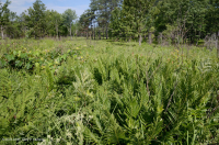 Llanura costera / Turbera de infiltración del Piamonte exterior - CEGL006499 Llanura costera / Turbera de infiltración del Piamonte exterior - CEGL006499