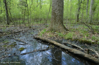Pantano de depresión de las tierras altas de Piedmont (roble alfiler - tipo de roble blanco de pantano) - CEGL004643 Pantano de depresión de las tierras altas de Piedmont (roble alfiler - tipo de roble blanco de pantano) - CEGL004643