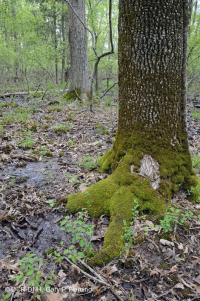 Pantano de depresión de las tierras altas de Piedmont (roble alfiler - tipo de roble blanco de pantano) - CEGL004643 Pantano de depresión de las tierras altas de Piedmont (roble alfiler - tipo de roble blanco de pantano) - CEGL004643