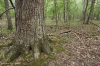 Pantano de depresión de las tierras altas de Piedmont (roble alfiler - tipo de roble blanco de pantano) - CEGL004643 Pantano de depresión de las tierras altas de Piedmont (roble alfiler - tipo de roble blanco de pantano) - CEGL004643
