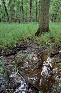 Pantano de depresión de las tierras altas de Piedmont (roble alfiler - tipo de roble blanco de pantano) - CEGL004643 Pantano de depresión de las tierras altas de Piedmont (roble alfiler - tipo de roble blanco de pantano) - CEGL004643