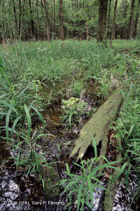 Pantano de depresión de las tierras altas de Piedmont (roble alfiler - tipo de roble blanco de pantano) - CEGL004643 Pantano de depresión de las tierras altas de Piedmont (roble alfiler - tipo de roble blanco de pantano) - CEGL004643